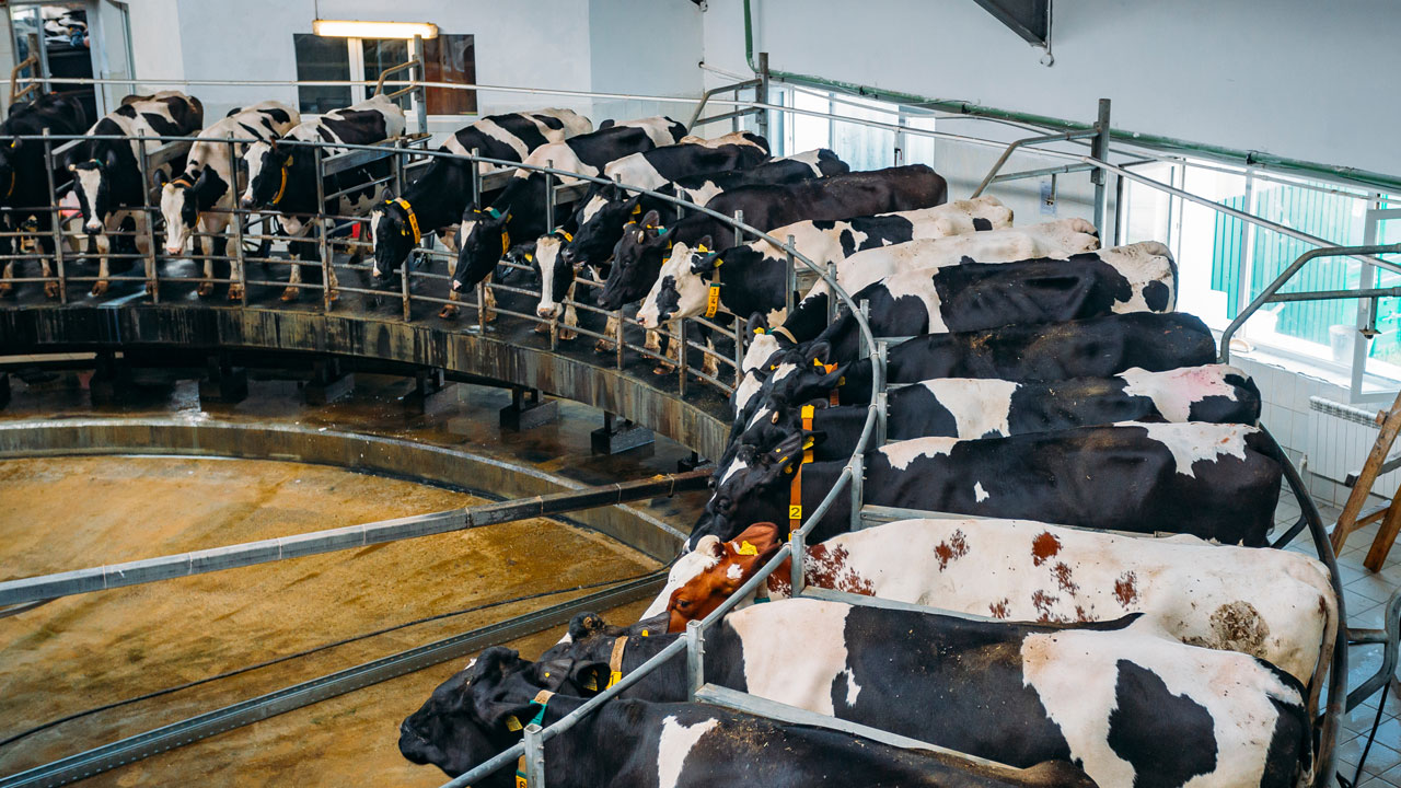 dairy-farm-1280x720